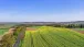 Ein Rapsfeld