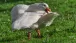 Eine weisse Gans