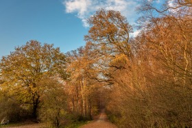 Goldener Herbst - Golden Autumn