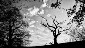 Toter Baum im Gegenlicht - Dead tree in backlit