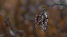 Verwelkte Distel - Faded Thistle