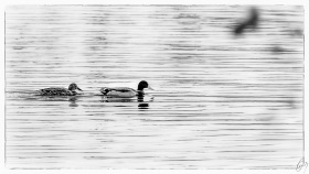 Zwei Enten - Two ducks