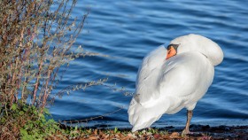 Müder Schwan - Tired Swan