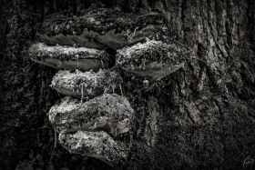 Pilze am Baum - Mushrooms on a Tree