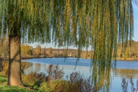 Trauerweide - Weeping willow