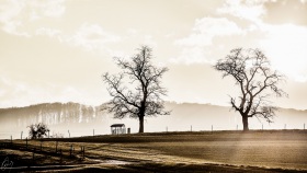 Zwei Bäume auf dem Flur - Two trees countryside