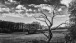 Toter Baum - Dead tree