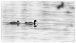 Zwei Enten - Two ducks