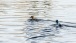 Folge mir - Follow me
