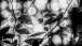 Natur in Schwarzweiss - Nature in black and white