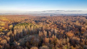 Wald bei Greiweldingen/Stadtbredimus