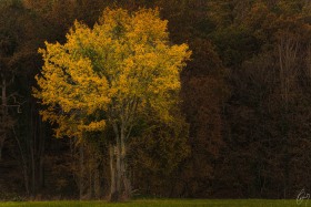 Baum im Herbstkleid