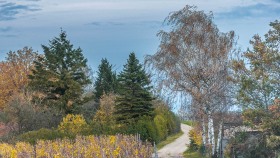 Feldweg durch die Natur