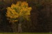 Baum im Herbstkleid