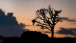 Ein Baum im Abendlicht