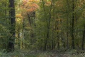 Herbstwald