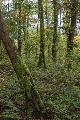 Im Wald