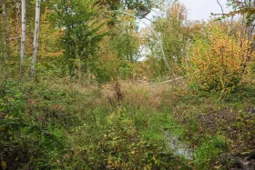 Im Wald