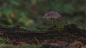 Ein Pilz