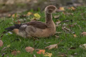 Eine junge Nilgans