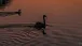 Ein Schwan und ein Kormoran nach Sonnenuntergang