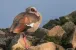 Eine Nilgans