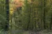Herbstwald