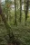 Im Wald