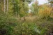 Im Wald
