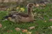 Eine junge Nilgans