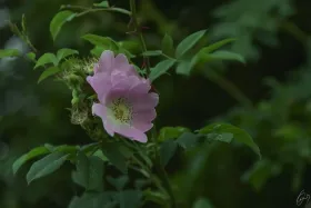 Eine wilde Rose