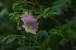 Eine wilde Rose