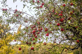 Apfelbaum - Apple Tree
