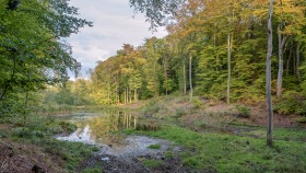 Teich im Wald - Pond in the forest