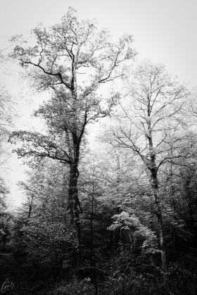 Forest in black and white