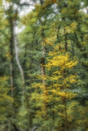 Zauberwald - Enchanted Forest