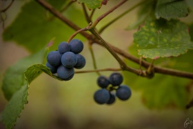 Trauben - Grapes