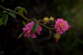 Heckenrosen - Wild Roses