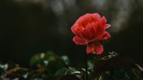 Heckenrose - Wild Rose