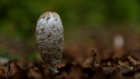 Pilz - Mushroom