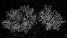 Bäume von oben - Trees from above