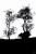 Backlit trees