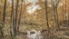 Autumn Mood in the forest