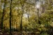 Sun in the forest