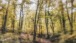 Der Wald im Oktober - The forest in October