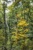 Enchanted Forest