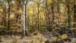 Fairytale forest