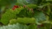 Leaf of Vine