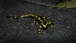 Feuersalamander - Salamandra