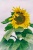 Sonnenblume - Sunflower